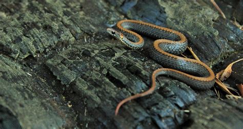 Storeria O Occipitomaculata Northern Red Bellied Snake Flickr