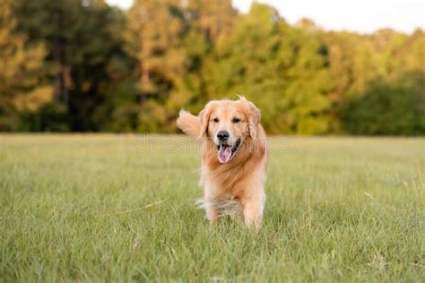 Golden Retriever Dog Enjoying Outdoors At A Large Grass Field Stock