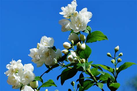 The Scentuary Jasmine Grandiflorum Flower