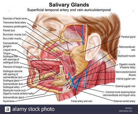 It runs down the back part of the neck, and opens into the external jugular vein just below the middle of its course. Anatomy of human salivary glands Stock Photo, Royalty Free ...