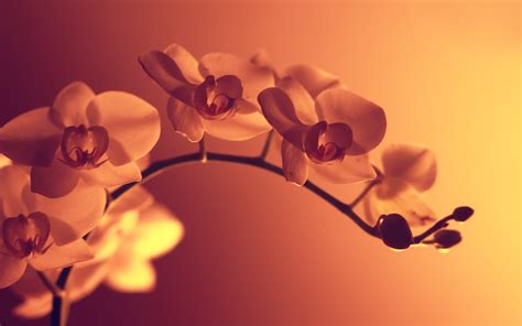 Flowers Sepia Monochrome Wallpapers Hd Desktop And Mobile Backgrounds
