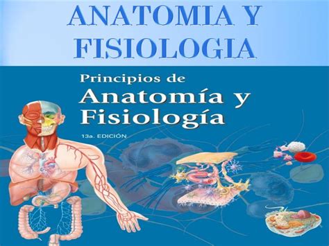 Introduccion Anatomia Y Fisiologia Basica Ppt Cuerpo Humano Images My