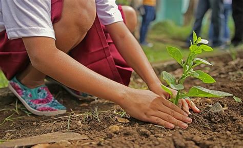 Planting Seeds With Kids