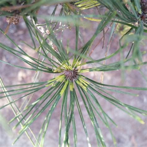 Последние твиты от north valley eye (@northvalleyeye). Pinus densiflora 'Oculus Draconis' - Dragon's Eye Pine ...
