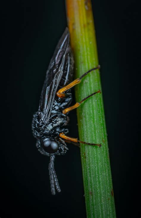 Black Flying Insect On Plant · Free Stock Photo