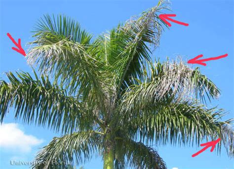 Maybe you would like to learn more about one of these? royal palm bug - Xylastodoris luteolus Barber