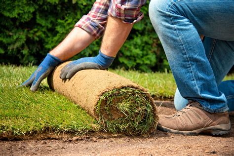 Preparing To Lay Sod How To Lay Sod Sod Edmonton Laying Down Sod Is