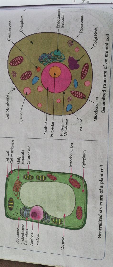 A reproductive cell (sex cell) made from mitosis. draw a labelled diagram of animal cell and plant cell ...