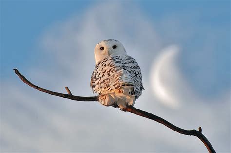 Snowy Owls Look Like Ghosts With Their White Feathers And Piercing Eyes