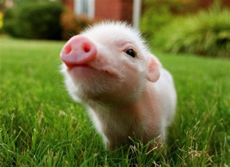Top 10 Most Exploited Animals Top Inspired Cute Piglets Cute Baby
