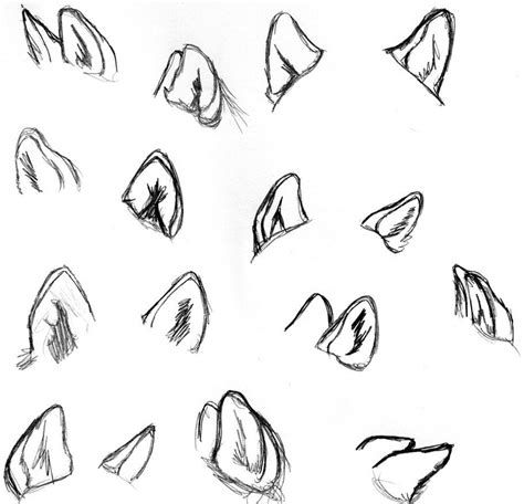 Wolf Study Ears By Wolfsilvermoon On Deviantart Sketches Anime Cat