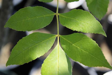 Green Ash Leaf 3 — Ontario Native Plant Nursery Container Grown