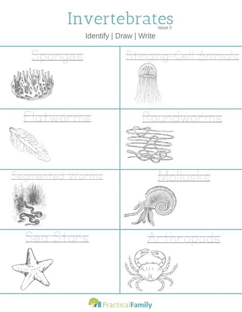 Introduction to rocket science and engineering, second edition, presents the history and basics. Download Invertebrates Worksheet | Invertebrates, Cursive practice, Learn handwriting