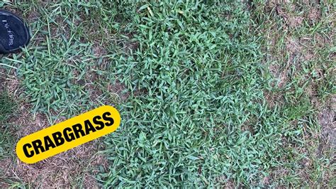 How To Deal With Crabgrass From The Pros Youtube