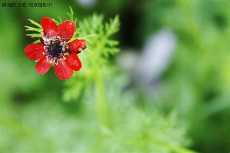 Whimsy Lens Photography Little Red Flower