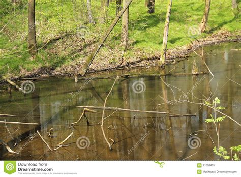 Floodplain Forest With Rotting Trees Stock Image Image Of Rotting