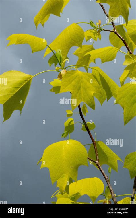 Liriodendron Tulipifera Tulip Tree Tulip Poplar Tree Whitewood Yellow