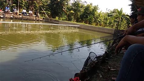 Lomba Mancing Ikan Mas Di Empang Bang Jibeng Youtube