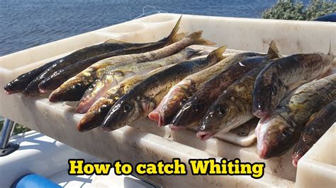 How To Catch Whiting Whiting Fishing Tips Masterclass Fishing News
