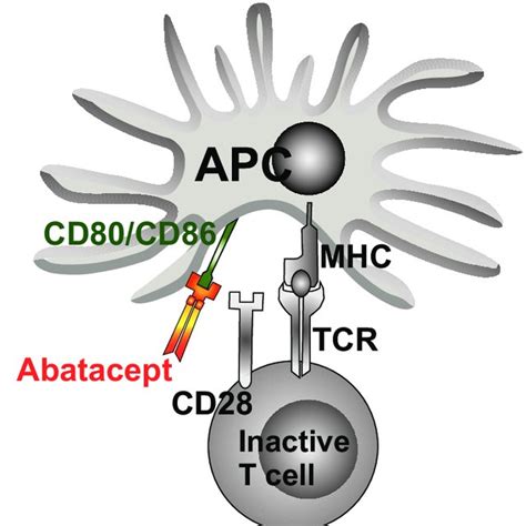 Abatacept Modulates T Cell Reaction By Co Stimulation Download