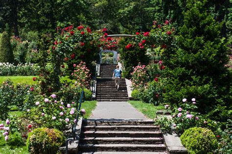 The queens walk is a brick walkway at the side of the garden with a bronze star honoring each. 'Round About Seattle: Portland Rose Garden and Beyond