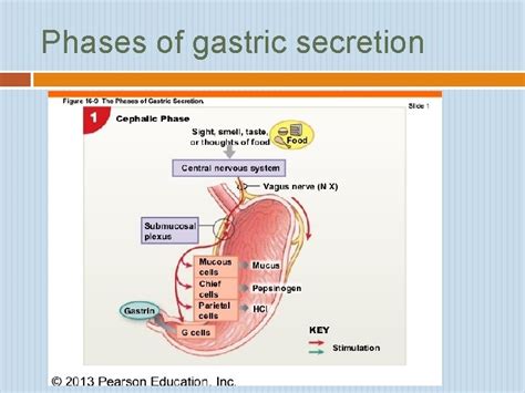 Physiology Of The Stomach Regulation Of Gastric Secretion