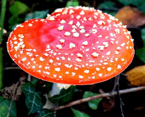 Amanita Muscaria Fly Agaric Fungi With Bright Red Top And White Spots