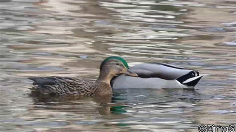 Mallard Ducks Mating Paarung Der Stockenten Friedrich Ebertpark