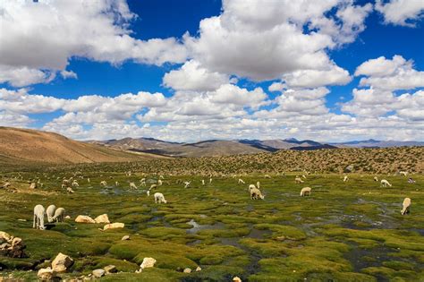 reserva nacional de ulla ulla un paraíso natural en bolivia