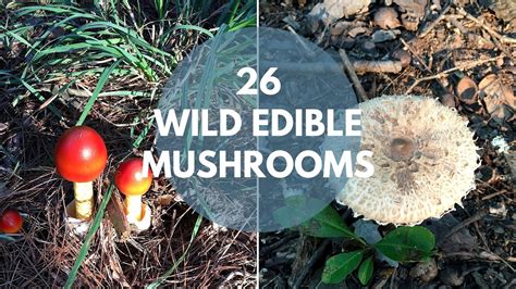 26 Wild Mushrooms You Can Forage For & Eat… – Eco Snippets