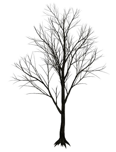 Tree Png Transparent Image Download Size 391x512px