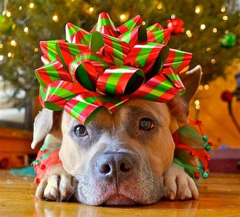 You've probably read that getting a puppy for christmas is a bad idea. Dogs Who Are SO Over Christmas