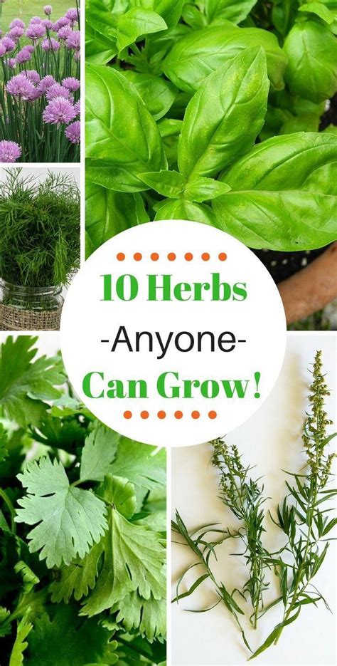 30 List Of Easy To Grow Herbs Ideas Herb Garden Planter