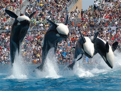 Seaworld ‘to End Killer Whale Show In San Diego Promising To Replace