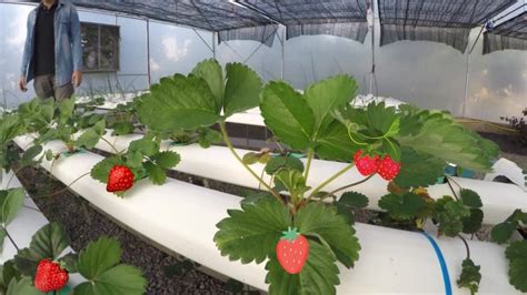 How To Grow Hydroponic Strawberries At Home Step By Step