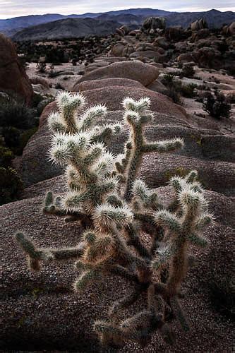 Prickly Path Photograph By Debi Bradway Fine Art America