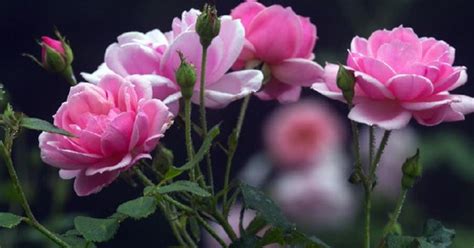 7 Cara Merawat Bunga Mawar Agar Cepat Berbunga