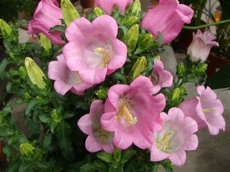 It thrives in full sun to partial shade and flower color can range from white to pink, blue, or purple. Canterbury Bells | Pretty flowers, Flowers, Bloom