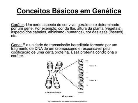 Ppt Conceitos Básicos Em Genética Powerpoint Presentation Free