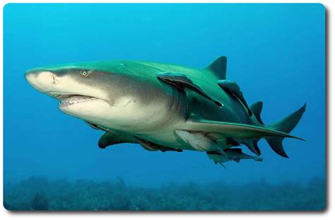 Lemon Shark Facts Habitat Social Behavior And Human Interaction