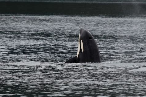 Orca Killer Whale Kenai Fjords National Park Us