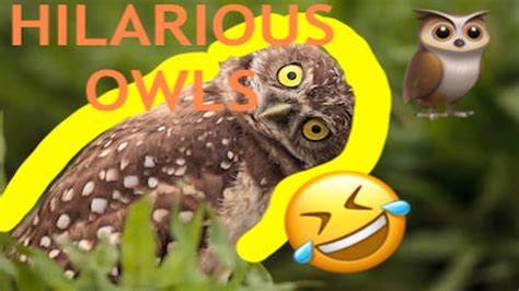 Funniest Owl Compilation Hilarious Owls Youtube