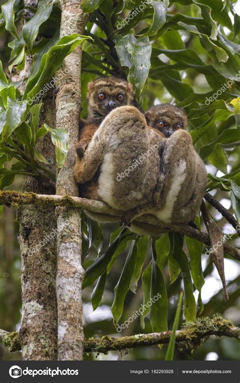 Eastern Woolly Lemur Avahi Laniger Rain Forest Madagascar East Coast
