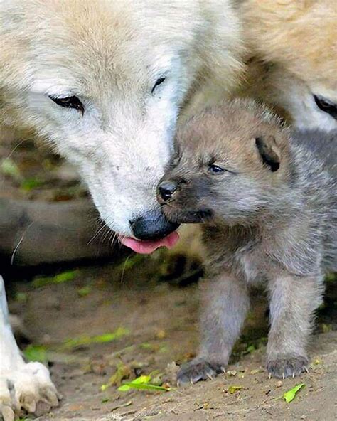 Storie Di Uomini E Di Lupi Lifegate Baby Wolves Wolf Dog Animals