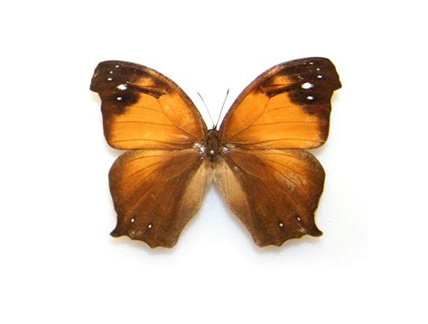 Melanitis Velutina Indonesia World Of Butterflies And Moths