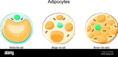 Types Of Adipocytes Brown Beige And White Fat Cells Stock Vector