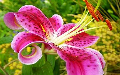 Lily Stargazer Lilies Oriental Hybrid Rose Fragrant