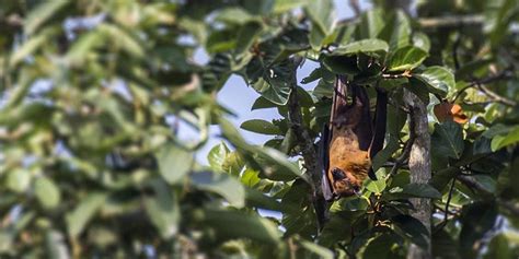 Are Bats Really To Blame For The Covid 19 Pandemic Asu Events