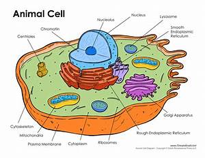 Plant Cell Diagram And Animal Cell Diagram