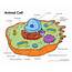 Printable Animal Cell Diagram – Labeled Unlabeled And Blank